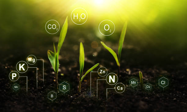 The Tree of Life: Linking the Human and Plant connection, and why it is important to our Health.