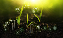 The Tree of Life: Linking the Human and Plant connection, and why it is important to our Health.