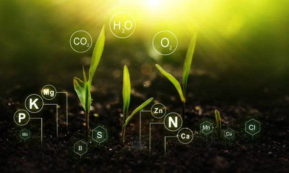 The Tree of Life: Linking the Human and Plant connection, and why it is important to our Health.